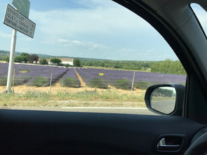 My Travels Around the World Learning More About Lavender