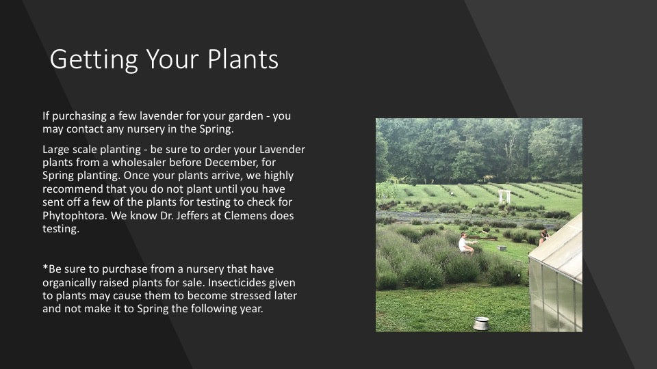 July: Too Hot to Plant Lavender