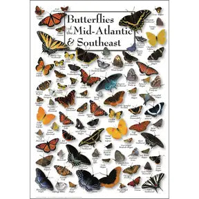 Poster: Butterflies