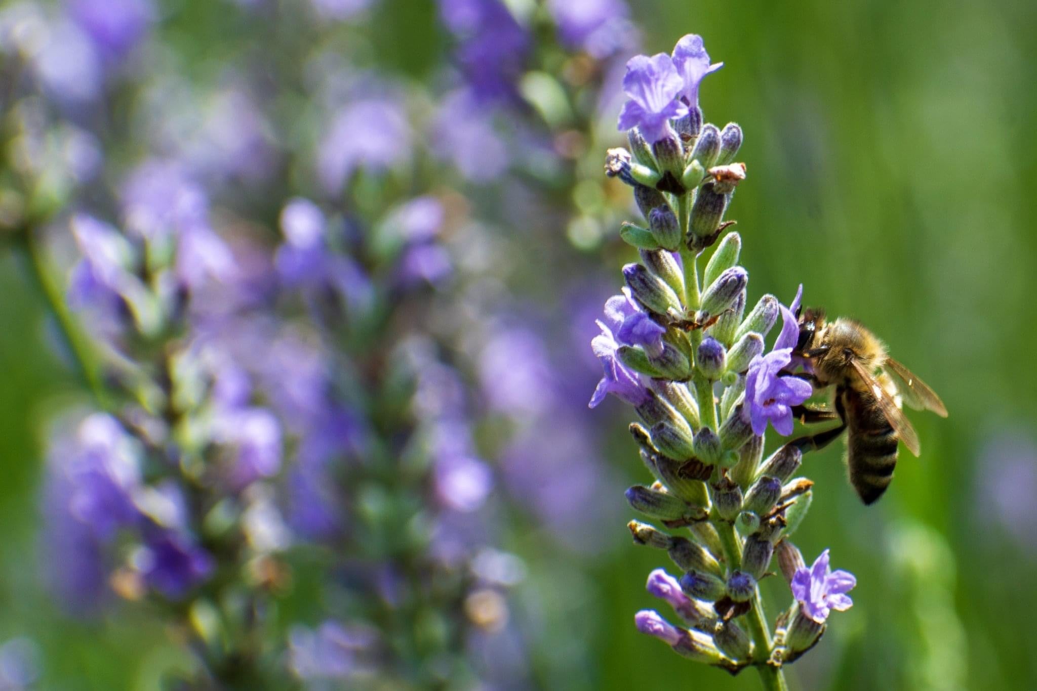 lavender blooms with honey bee