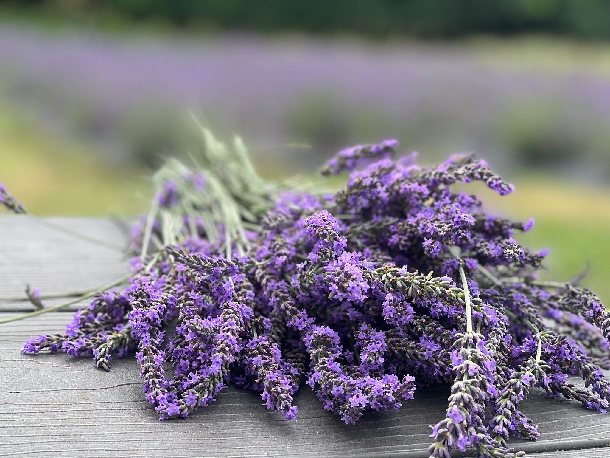 fresh cut lavender bundle on picnic table