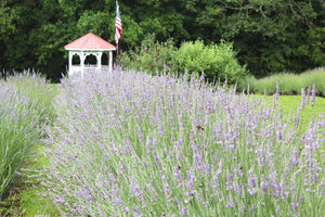 Lavender Festival 2025