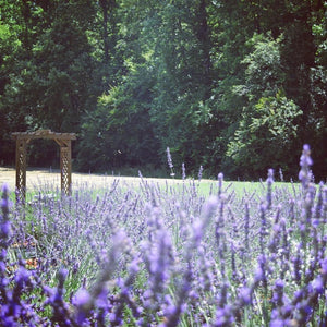 Lavender Festival 2025