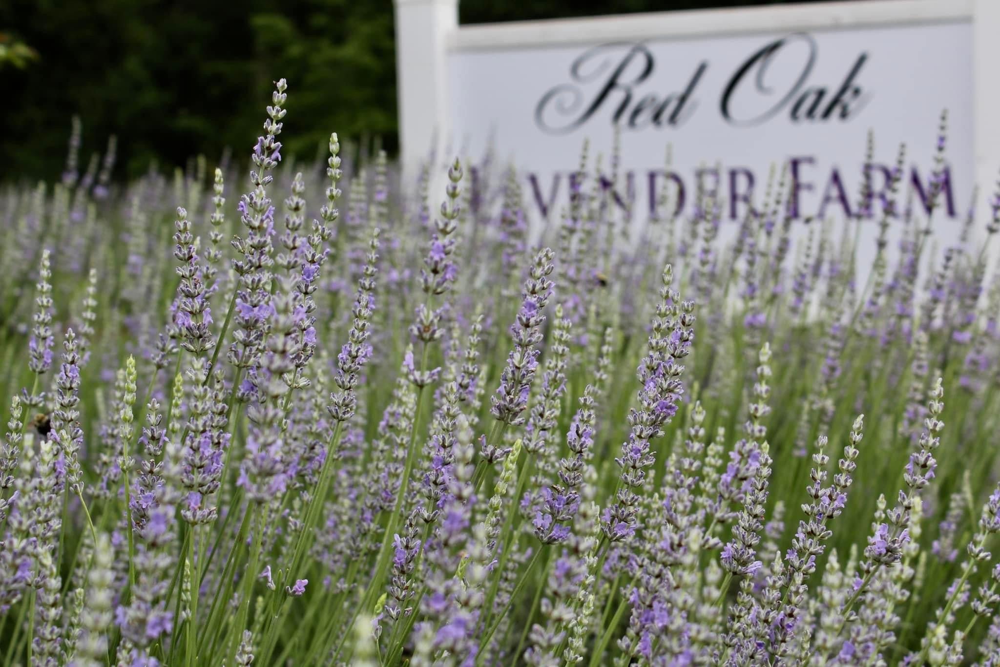 Red Oak Lavender Farm