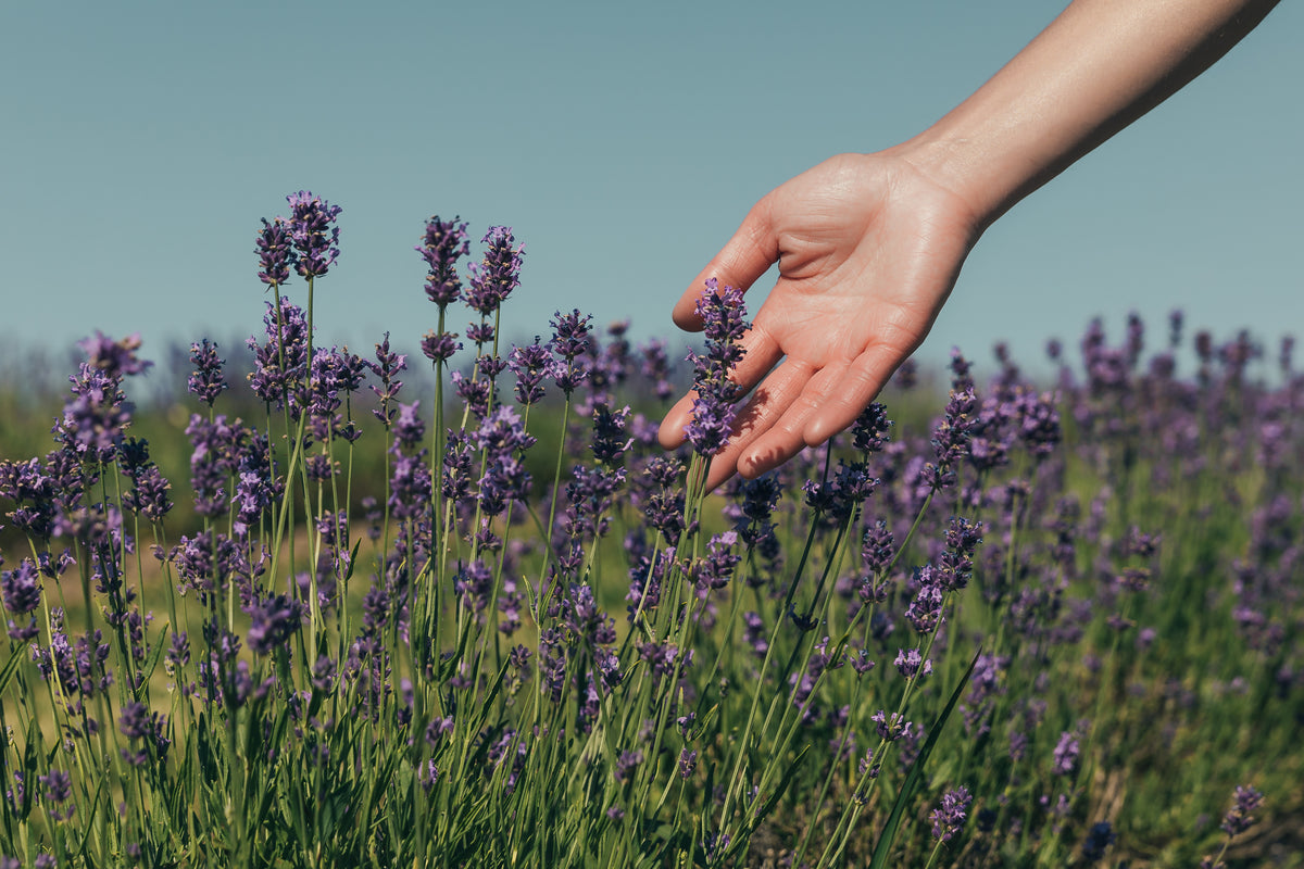 Red Oak Lavender Farm