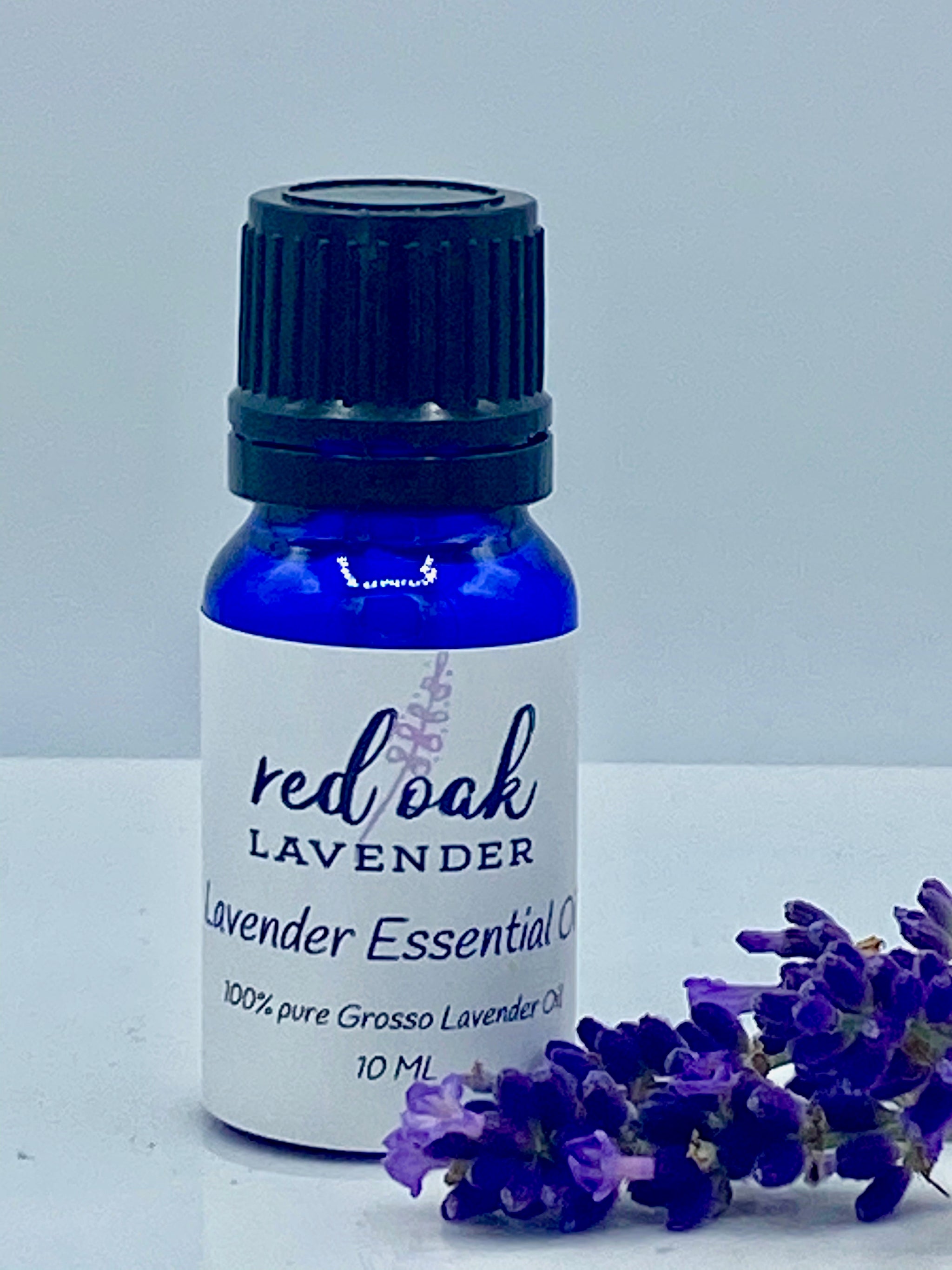 lavender plant oil Lavender Essential Oil