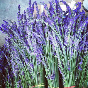 fresh lavender plants near me Dried Lavender