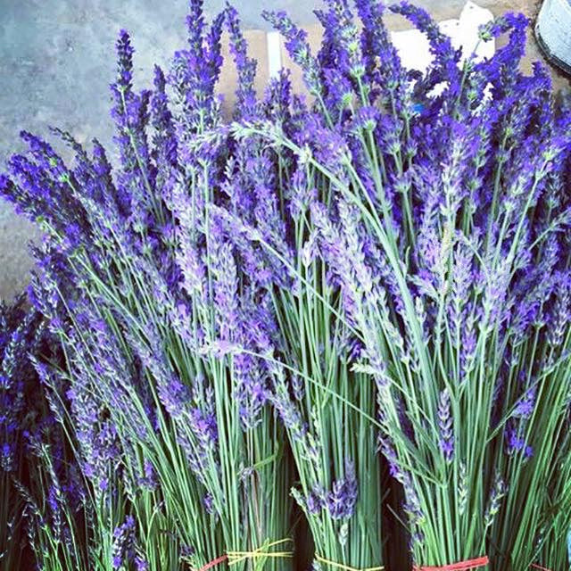 where can i buy a lavender plant near me Dried Lavender
