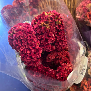 Celosia Cockscomb Dried Flower Head