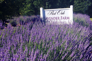 Out front - Provence Lavender and our sign